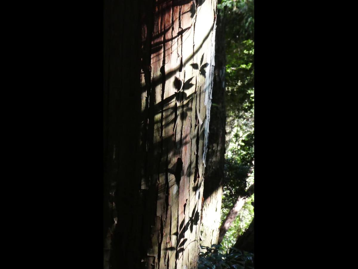Kumano Kodo